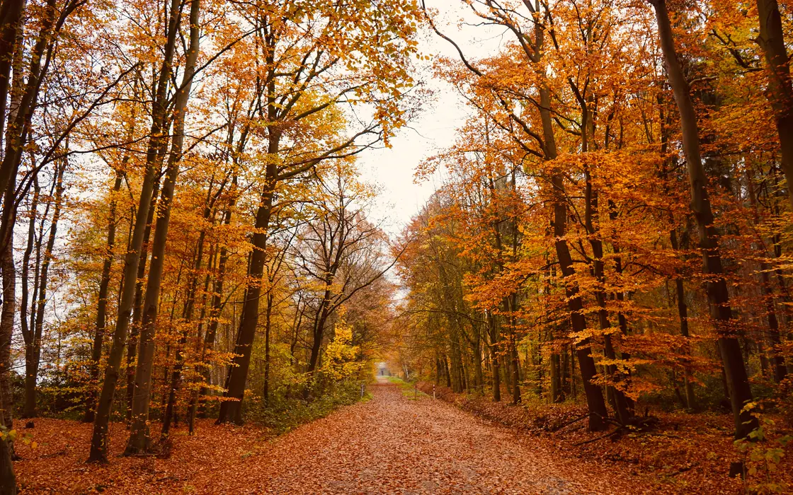 A forest path covered in fallen leaves, under orange and red autumn trees