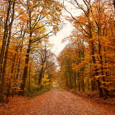 Un sentier forestier couvert de feuilles mortes, sous des arbres d'automne orange et rouges